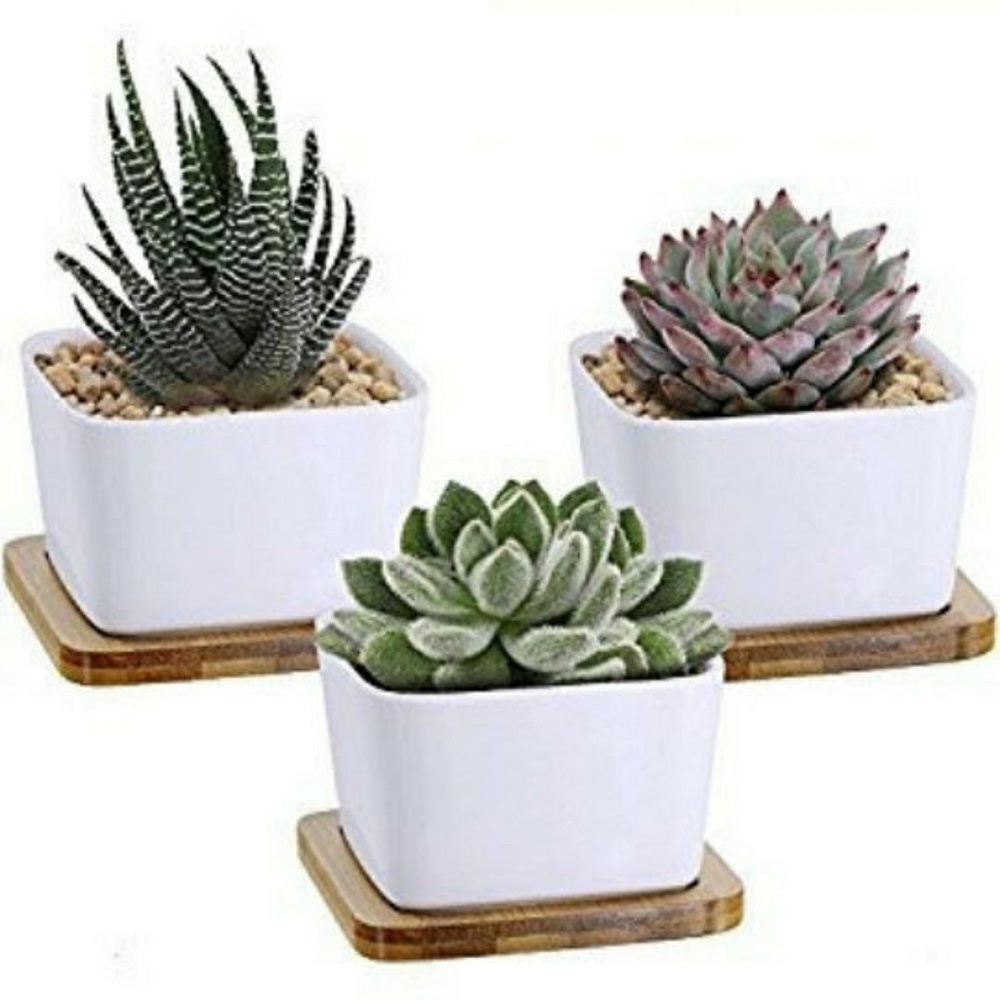 3 Pack White Ceramic Square for Succulent plant
